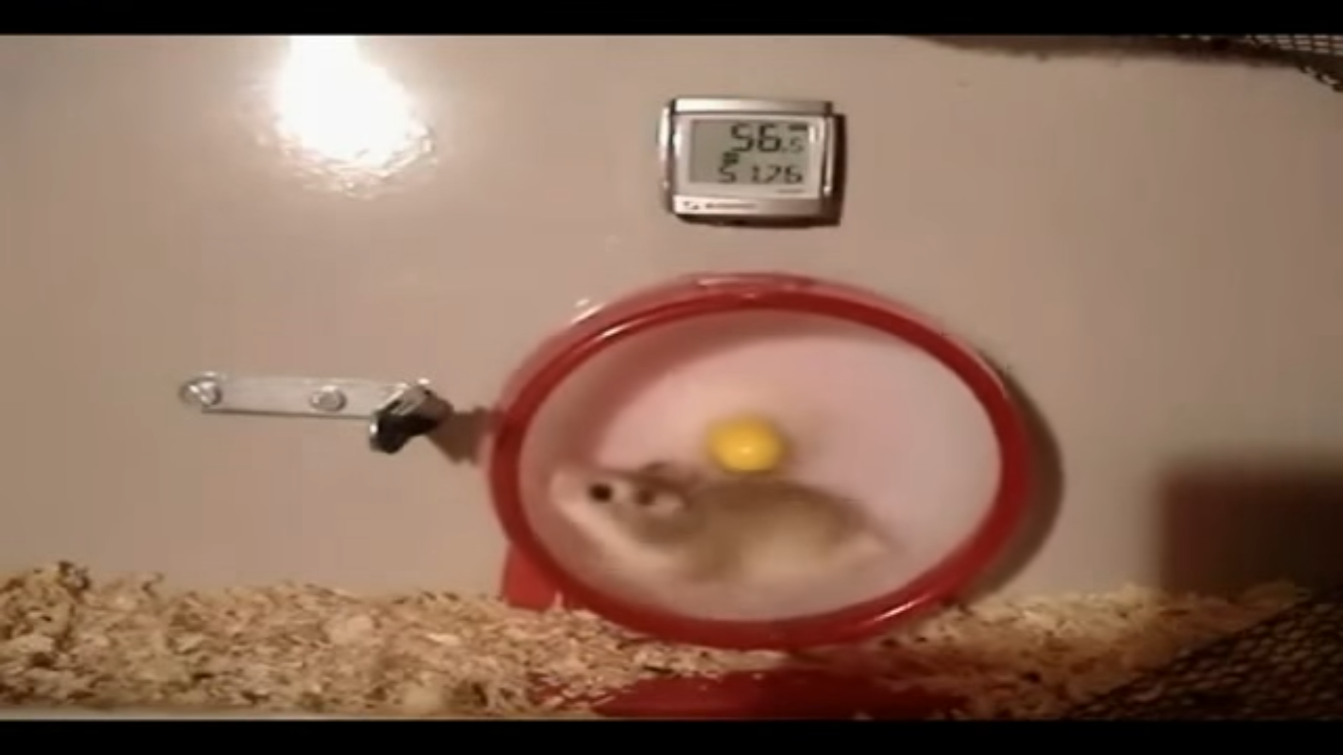 Twin Turbo Hamster