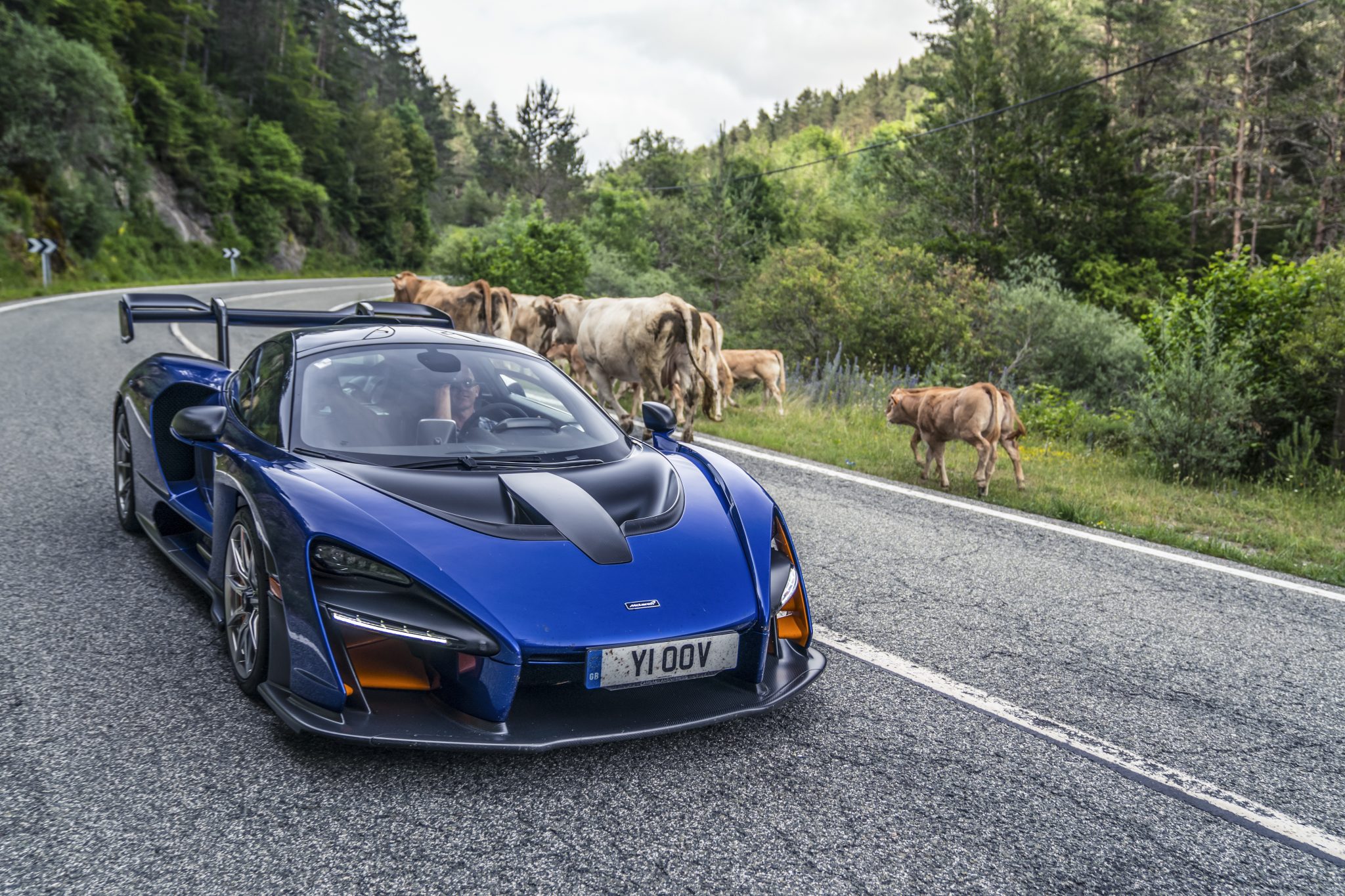 mclaren senna koeien