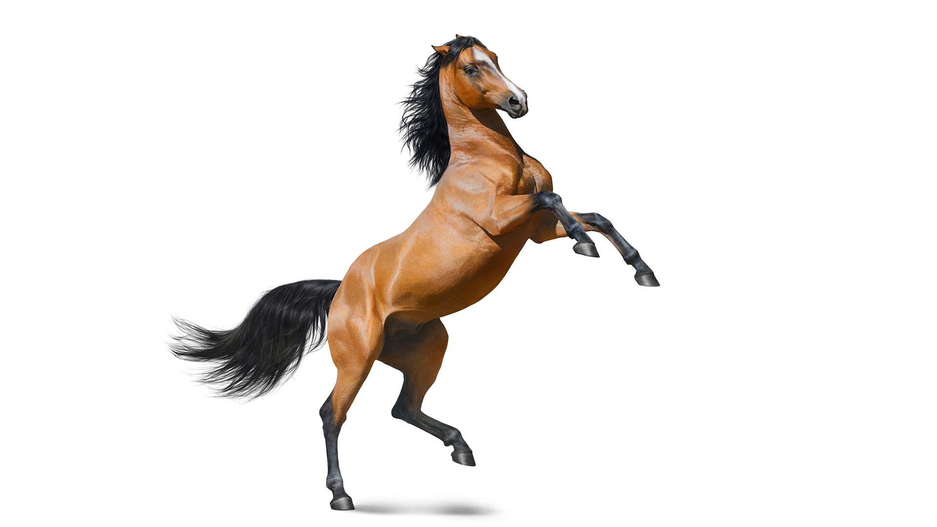 Paard