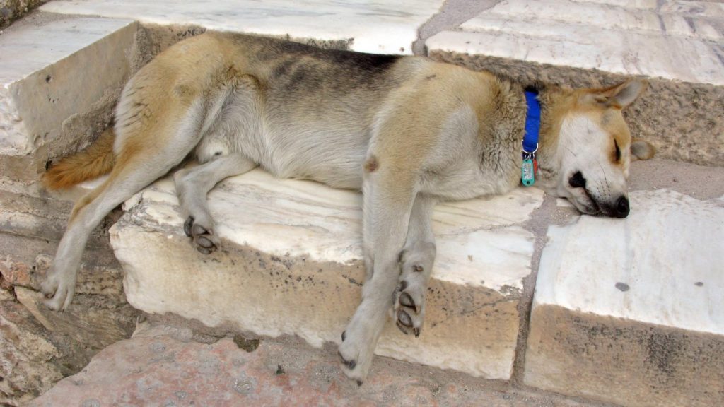 Petros de hond