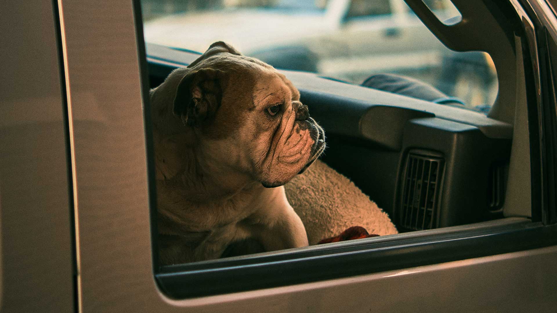Hond in auto