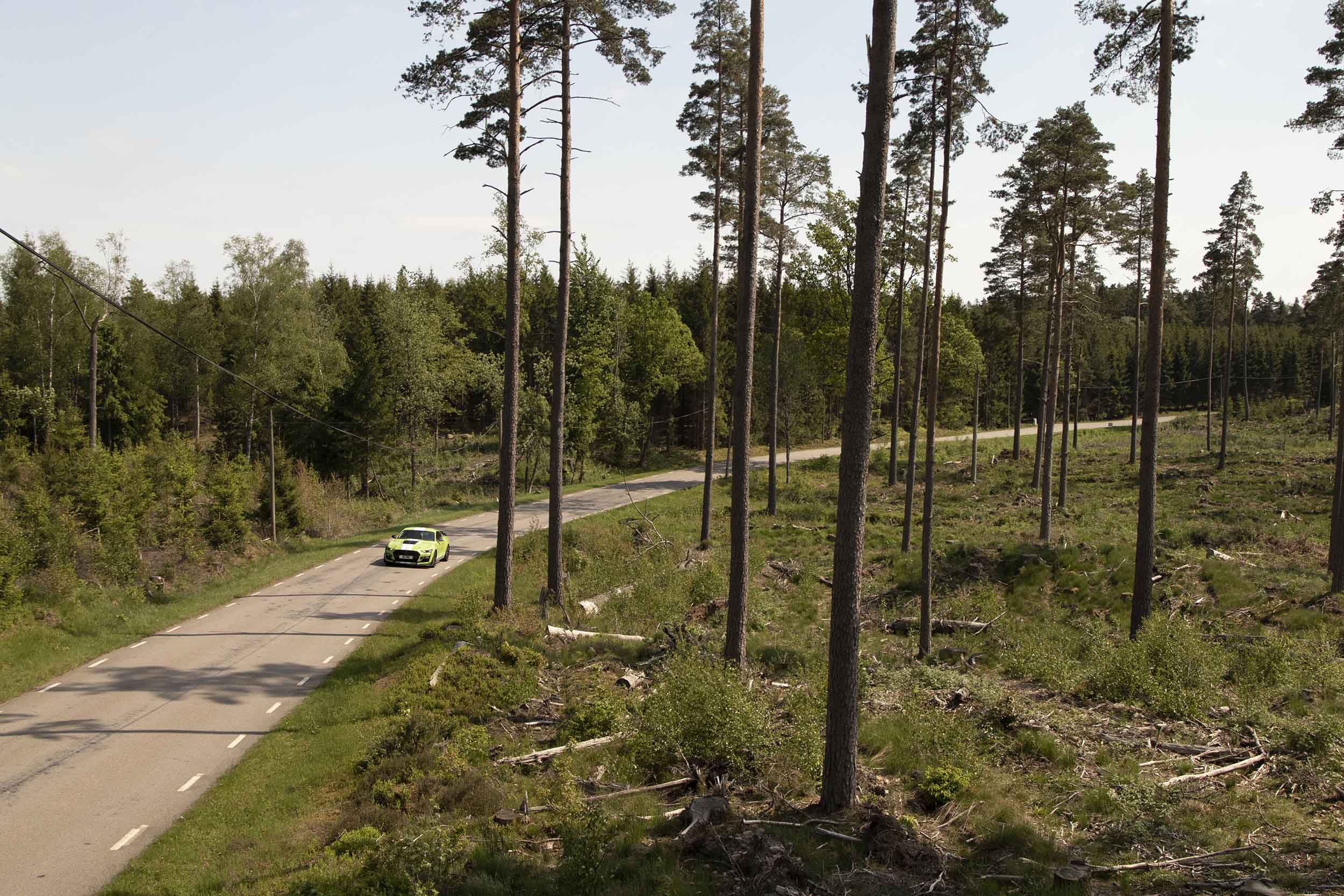 Ford Mustang Shelby GT500 rijdt tussen de bomen